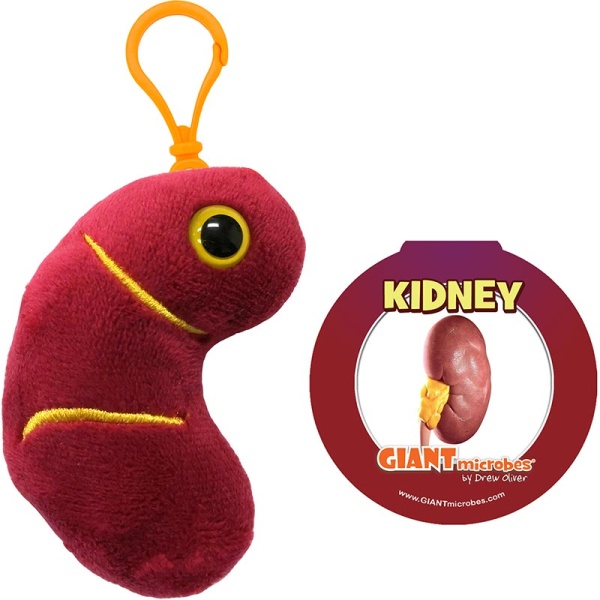 Kidney Keyring