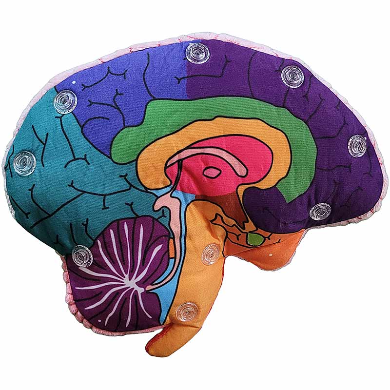 Brain Model