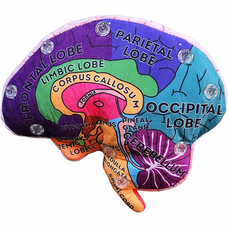 Brain Model