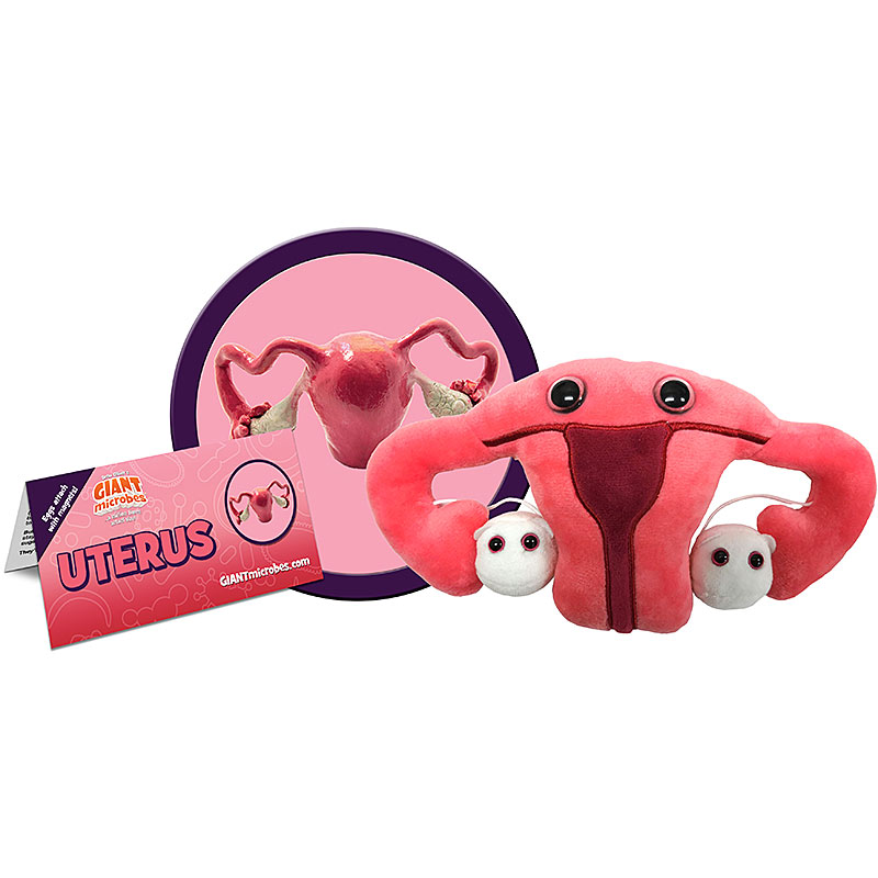 Uterus