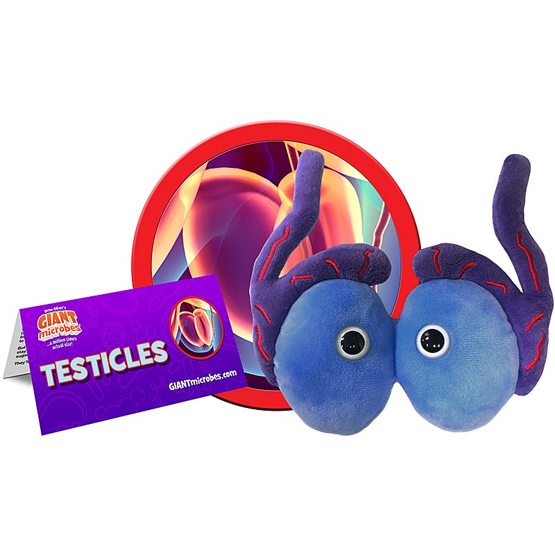 Testicles