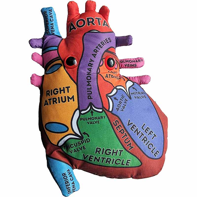 Heart Model